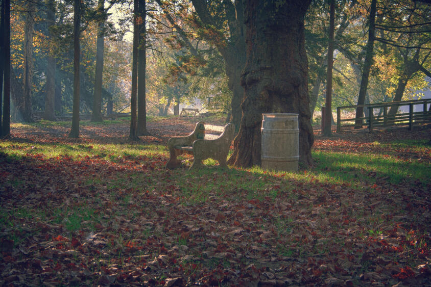 Early Morning Walk